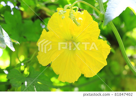 Yellow loofah flower 81847402