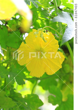 黃絲瓜花 81847403