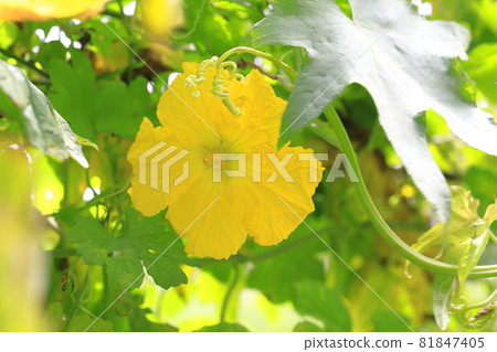 Yellow loofah flower 81847405