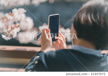 拍攝櫻花 81847675