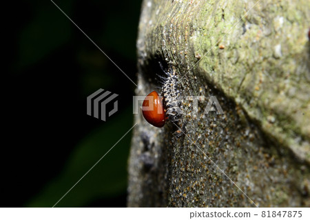 Baby red ladybug and the cocoon on bark Baby red ladybug and the cocoon on bark 81847875