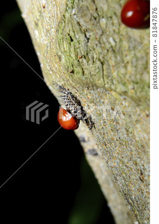 Baby red ladybug and the cocoon on bark 81847876