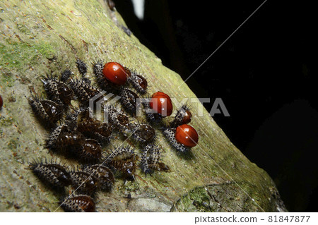 Baby red ladybug and the cocoon on bark Baby red ladybug and the cocoon on bark 81847877