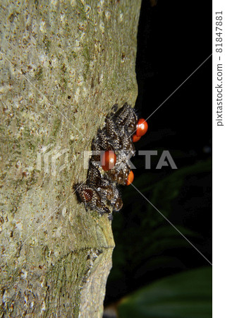 Baby red ladybug and the cocoon on bark Baby red ladybug and the cocoon on bark 81847881