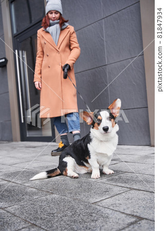 Cute corgi and his female owner walking together 81847934