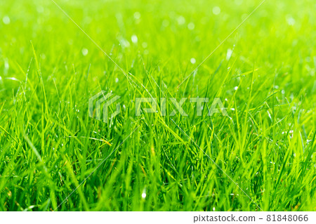 Closeup of uncut green grass with drops of dew in soft morning light. Soft focus. Closeup of uncut green grass with drops of dew in soft morning light. Soft focus. 81848066