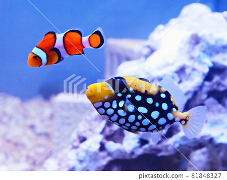 引金魚和小丑魚 81848327