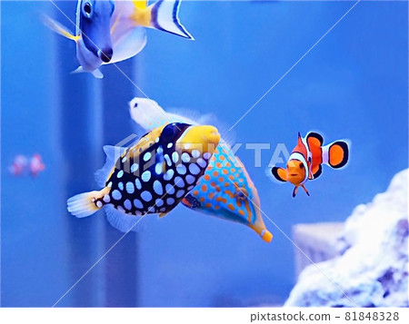 小丑引金魚、小丑魚和斑點刺魨 小丑引金魚、小丑魚和斑點刺魨 81848328