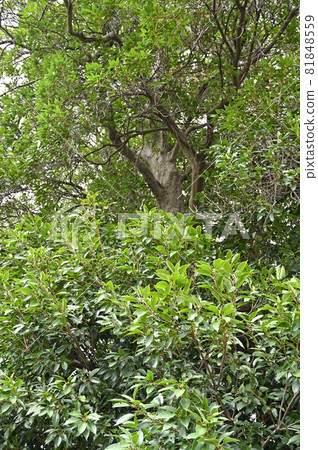 Tree Quercus acuta Fagaceae 81848559