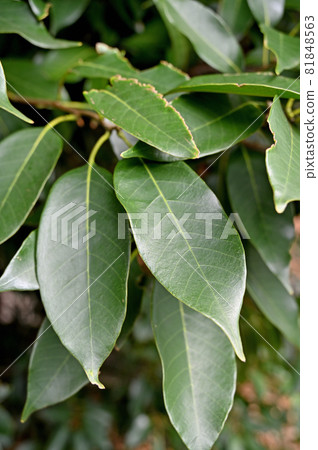 Tree Quercus acuta Fagaceae Tree Quercus acuta Fagaceae 81848563