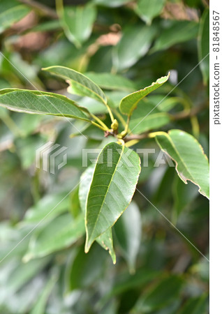 Tree Quercus acuta Fagaceae 81848567
