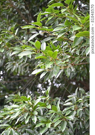 Tree Quercus acuta Fagaceae 81848570