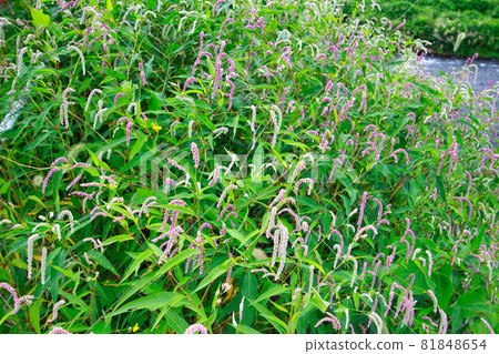Around the Wago Bridge over the Shiraiwa River, Kamiichi Town, Nakaniikawa District, Toyama Prefecture 81848654