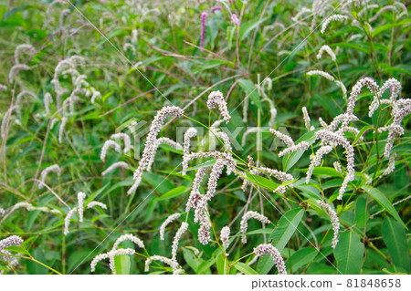 Around the Wago Bridge over the Shiraiwa River, Kamiichi Town, Nakaniikawa District, Toyama Prefecture 81848658
