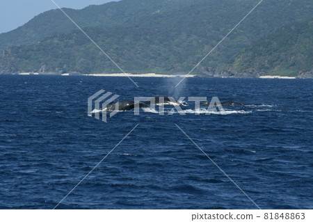 Humpback whale mating pod 81848863