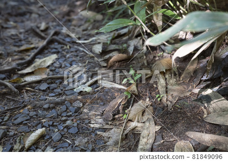 Toad in the swamp marsh 81849096