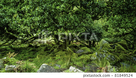 Wistman's Wood - mystic oakwood on Dartmoor, Devon, United Kingdom Wistman's Wood - mystic oakwood on Dartmoor, Devon, United Kingdom 81849524