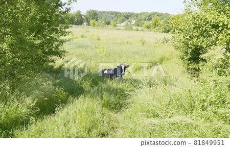 beautiful big milk cow grazes on green meadow beautiful big milk cow grazes on green meadow 81849951