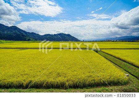新潟縣稻田和南魚沼的秋季田園風光。金黃的稻田,稻穀飄揚,美不勝收。 新潟縣稻田和南魚沼的秋季田園風光。金黃的稻田,稻穀飄揚,美不勝收。 81850033