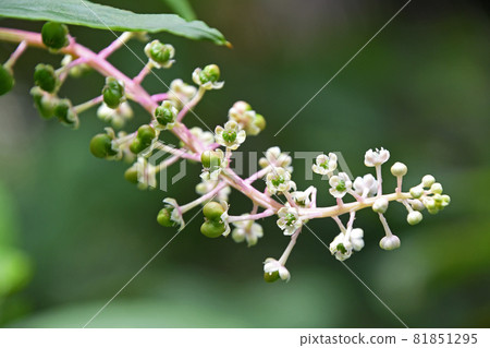 Pokeweed spikes 81851295