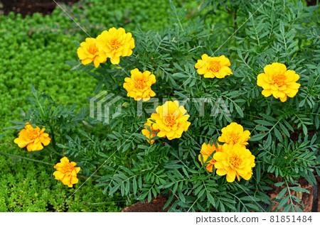Marigold Marigold 81851484