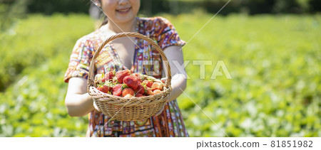 Asian beautiful woman is picking strawberry in the fruit garden on a sunny day. Fresh ripe organic strawberries in a wooden basket, Filling up a basket full of fruit. Outdoor seasonal fruit picking. Asian beautiful woman is picking strawberry in the fruit garden on a sunny day. Fresh ripe organic strawberries in a wooden basket, Filling up a basket full of fruit. Outdoor seasonal fruit picking. 81851982