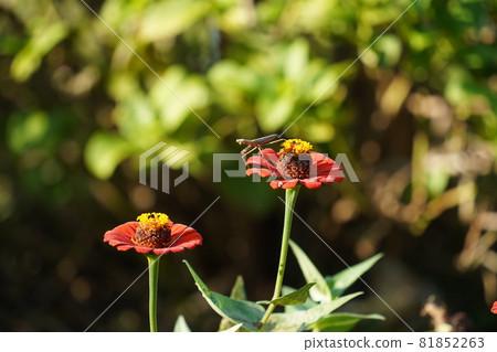 Flowers and children mantis 81852263