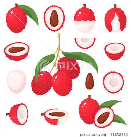 Set of fresh whole, half, cut slice lychee...-插圖素材 [81852883] - PIXTA圖庫