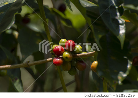 Close-up of fresh coffee beans on tree. Close-up of fresh coffee beans on tree. 81853259