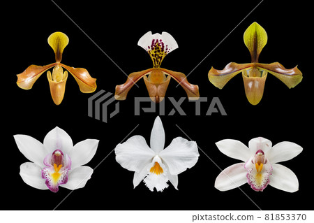 collection of orchid (Paphiopedilum Maudiae) isolated on black background - clipping paths. collection of orchid (Paphiopedilum Maudiae) isolated on black background - clipping paths. 81853370