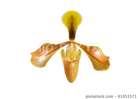 Close - up of orchid (Paphiopedilum Maudiae) isolated on white background - clipping paths. 81853371