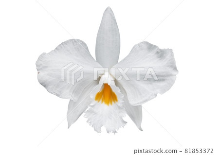 Close - up of orchid (Paphiopedilum Maudiae) isolated on white background - clipping paths. Close - up of orchid (Paphiopedilum Maudiae) isolated on white background - clipping paths. 81853372