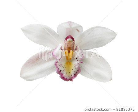 Close - up of orchid (Paphiopedilum Maudiae) isolated on white background - clipping paths. Close - up of orchid (Paphiopedilum Maudiae) isolated on white background - clipping paths. 81853373