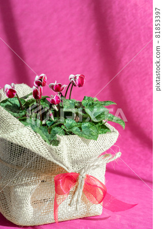 Purple cyclamen persicum in a pot packaged as a gift with eco canvas and ribbon on purple background. Purple cyclamen persicum in a pot packaged as a gift with eco canvas and ribbon on purple background. 81853397