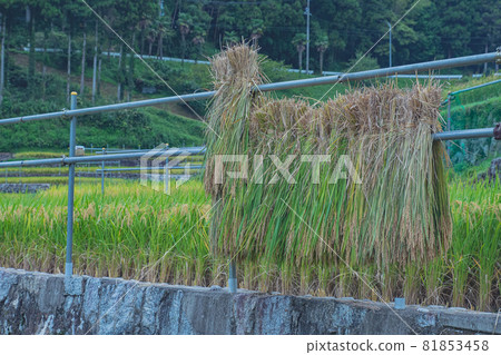 Rice terraces Rice terraces 81853458