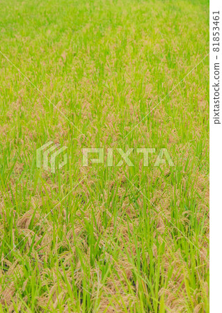 Rice terraces Rice terraces 81853461