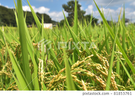 Autumn scenery: rice ears and locusts Autumn scenery: rice ears and locusts 81853761