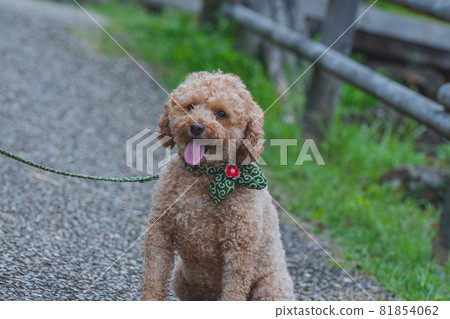 Take a walk with a dog in the rice field Take a walk with a dog in the rice field 81854062