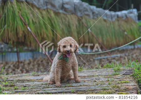 Take a walk with a dog in the rice field 81854216