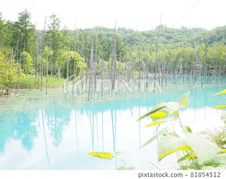 Biei's tourist destination "Blue Pond" in Hokkaido Biei's tourist destination "Blue Pond" in Hokkaido 81854512