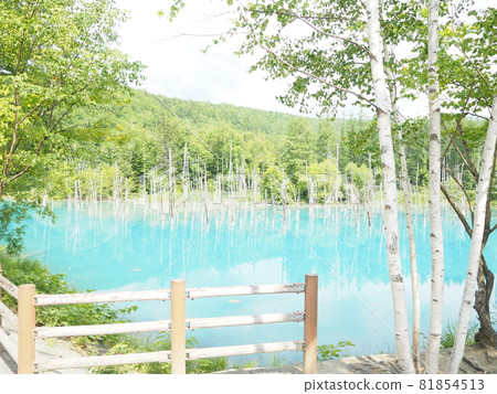 Biei's tourist destination "Blue Pond" in Hokkaido Biei's tourist destination "Blue Pond" in Hokkaido 81854513