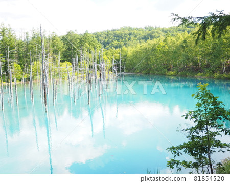 北海道美瑛的旅遊勝地“藍池” 81854520
