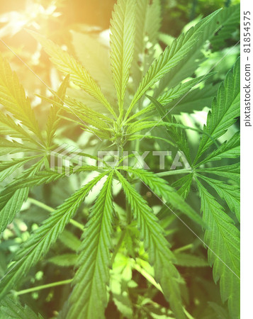 Leaves of flowering marijuana bush top view. 81854575