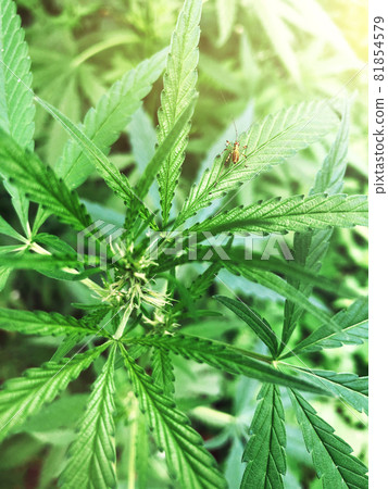 Leaves of flowering marijuana bush top view. Leaves of flowering marijuana bush top view. 81854579