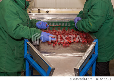 Manual sorting of frozen cherries on the conveyor. 81854595