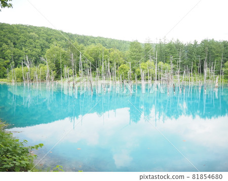 Biei's tourist destination "Blue Pond" in Hokkaido 81854680