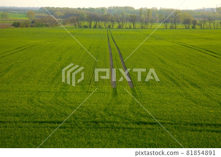 Field 81854891
