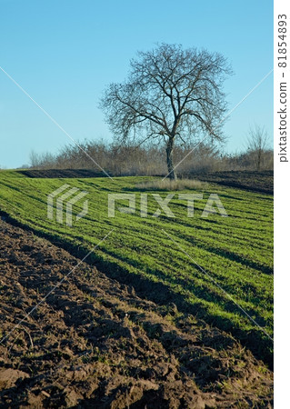 Tree Tree 81854893