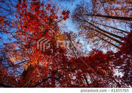 Autumn leaves of Metasequoia forest Ikuta Ryokuchi (Kawasaki City, Kanagawa Prefecture) 81855765