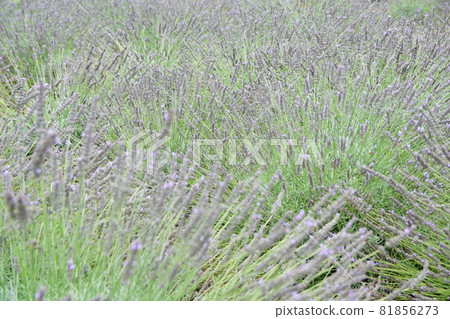 Lavender flowers Lavender flowers 81856273